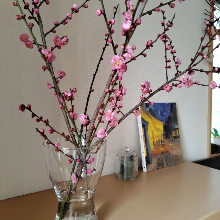 ピンク色の紅梅の切り枝。ガラスの花瓶に入れて玄関の棚に飾る。