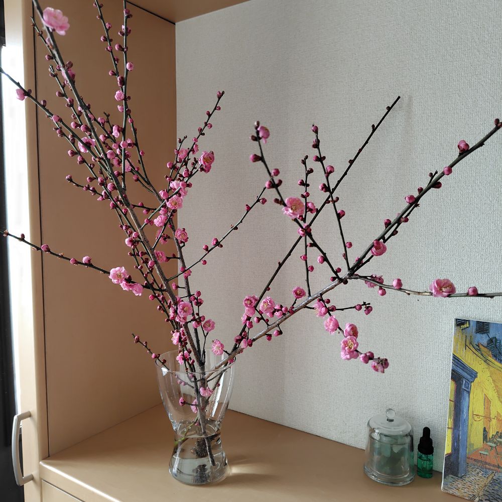 玄関の棚に置く紅梅の切り枝。