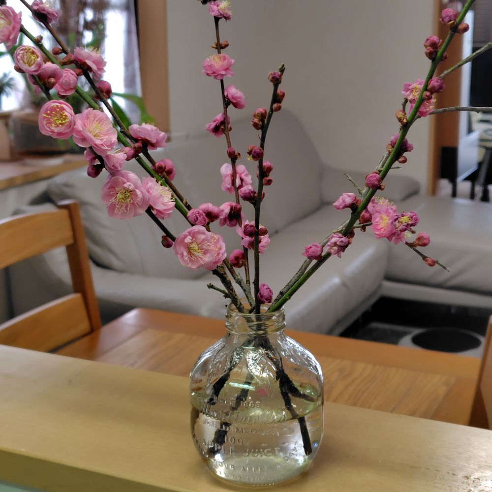 小さなガラス瓶に挿した紅梅の枝